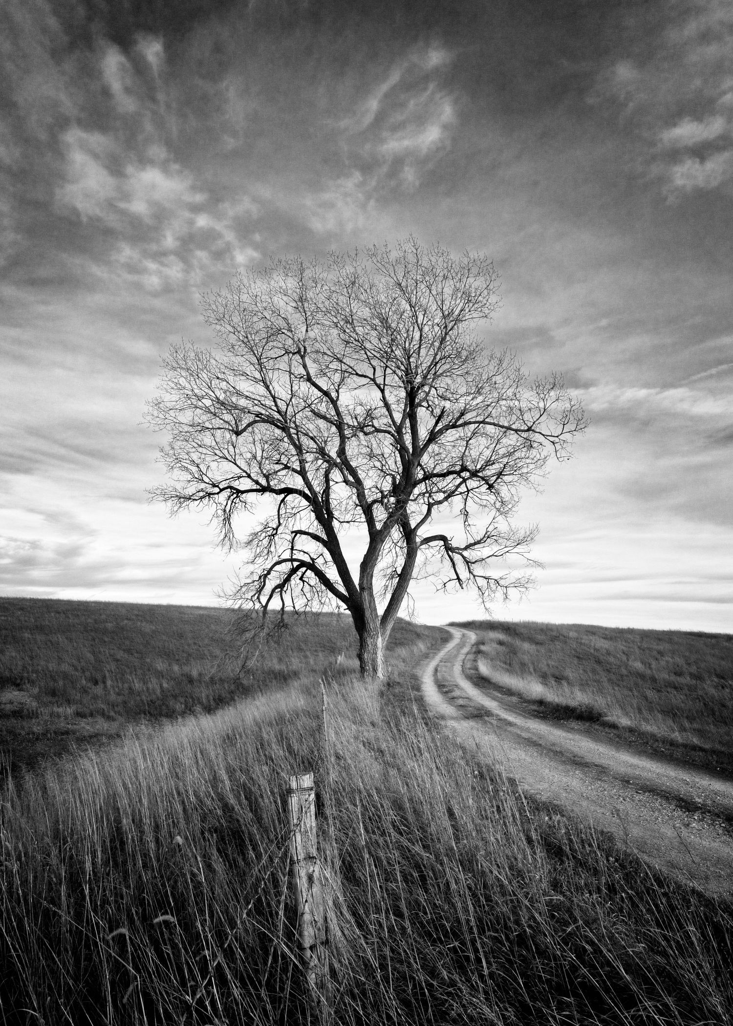 A lone bare tree stands beside a winding dirt road through rolling grassland hills under dramatic black and white sky.