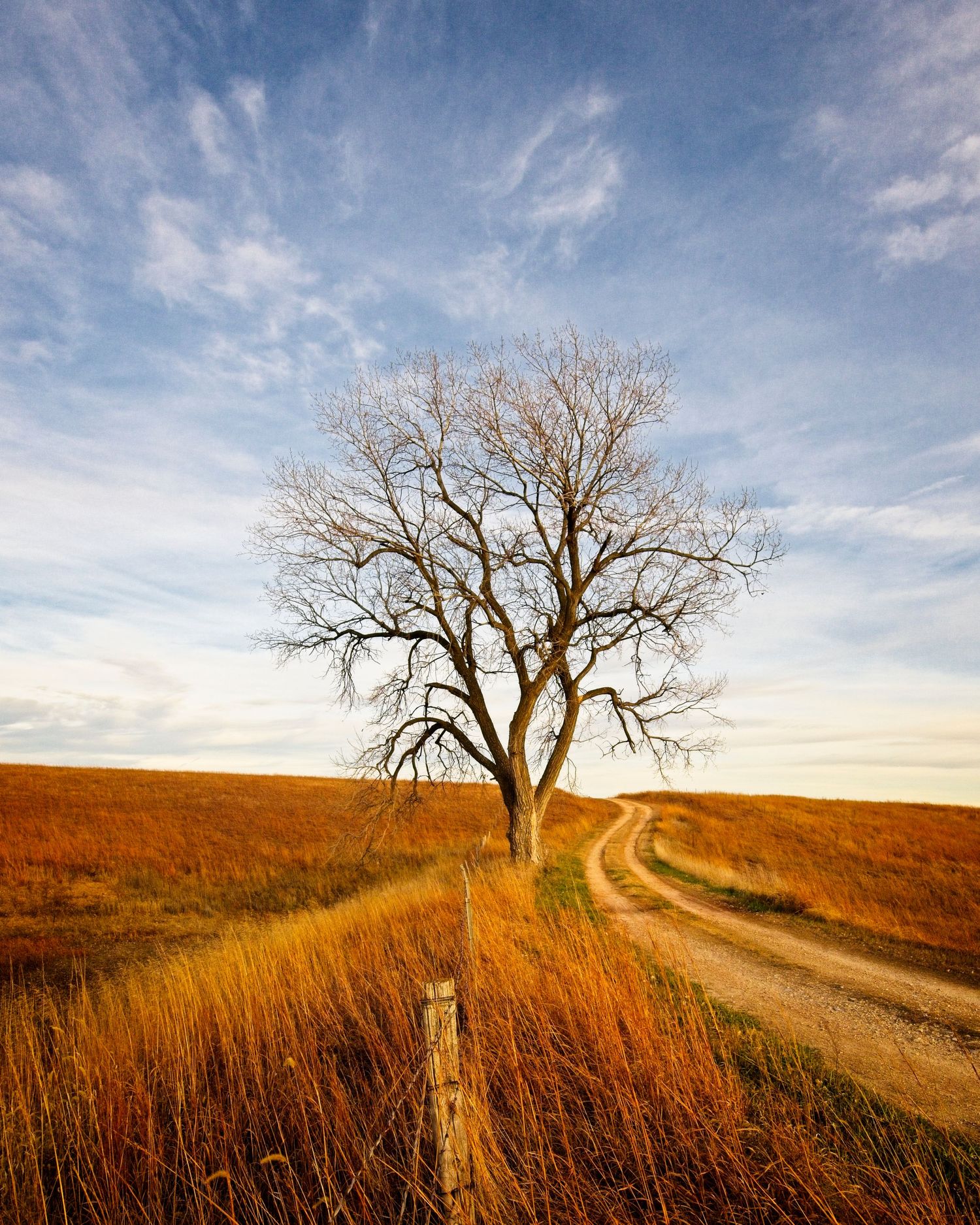 A lone bare tree stands beside a winding dirt road through golden prairie grass under wispy clouds at sunset.