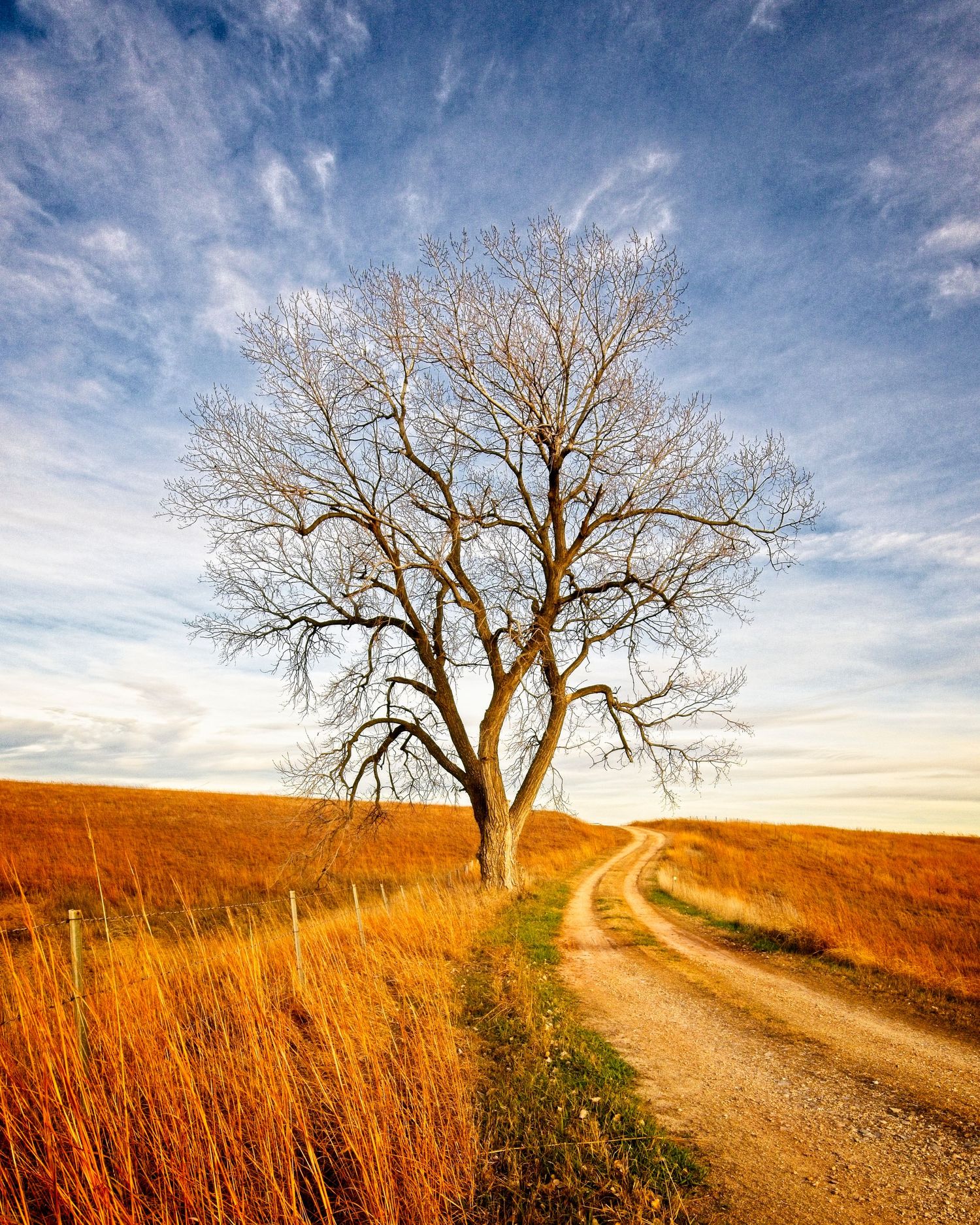 A lone bare tree stands beside a winding dirt road through golden prairie grass under dramatic wispy clouds at sunset.