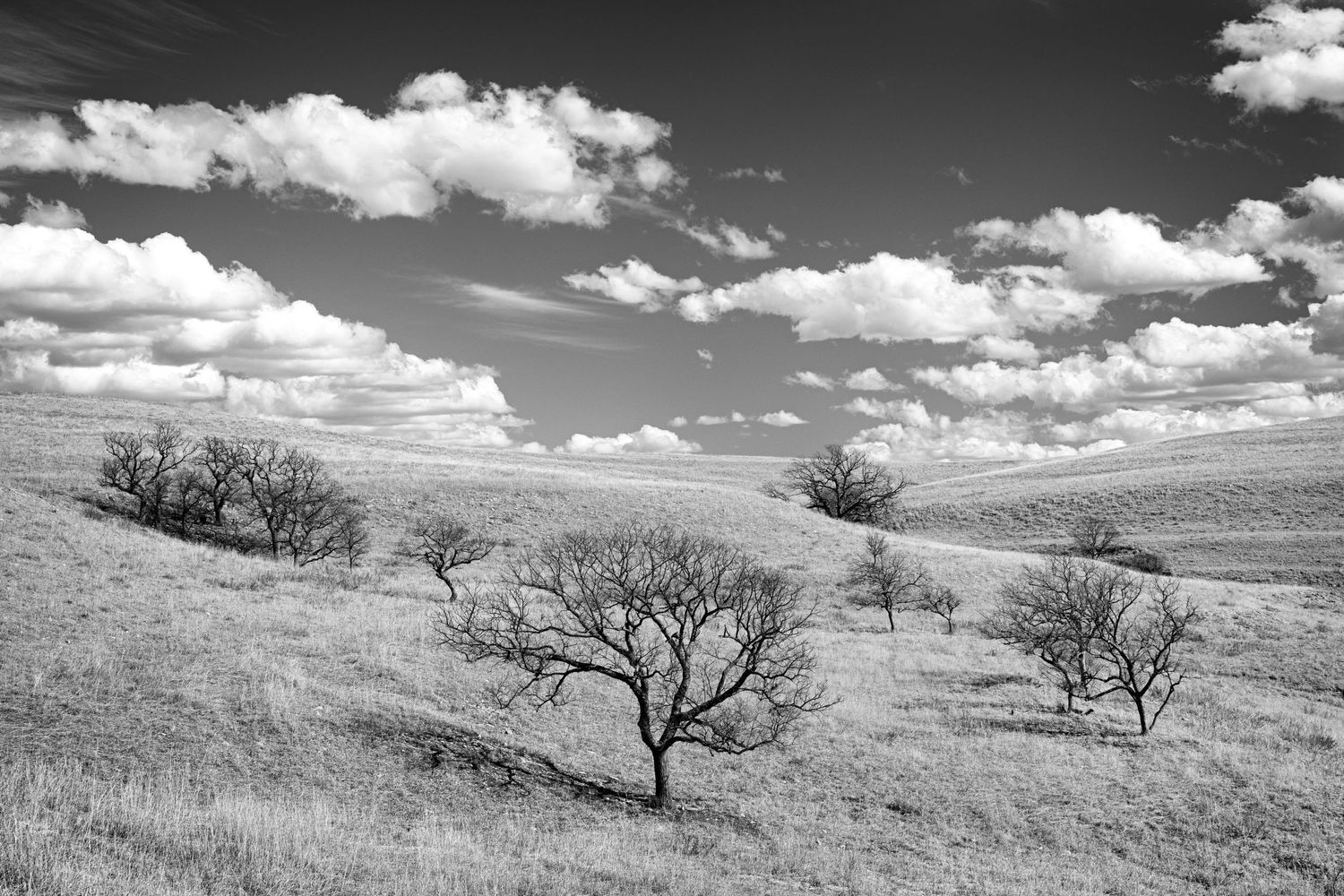 A black and white landscape of bare trees scattered across rolling hills under dramatic clouds in the sky.