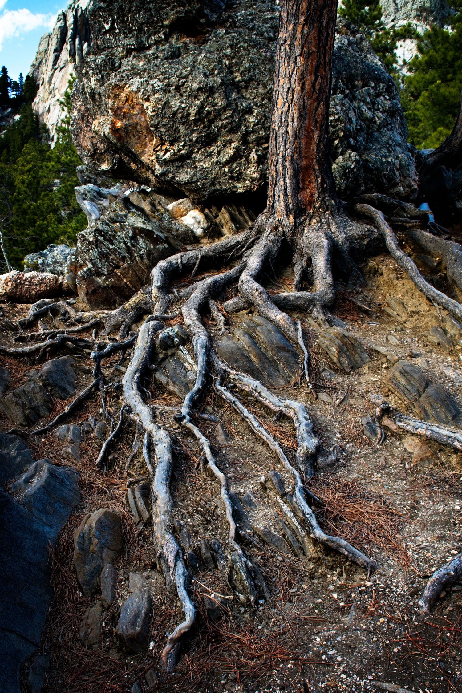 Exposed gnarled tree roots spreading across rocky ground beneath a large boulder in a forest setting.