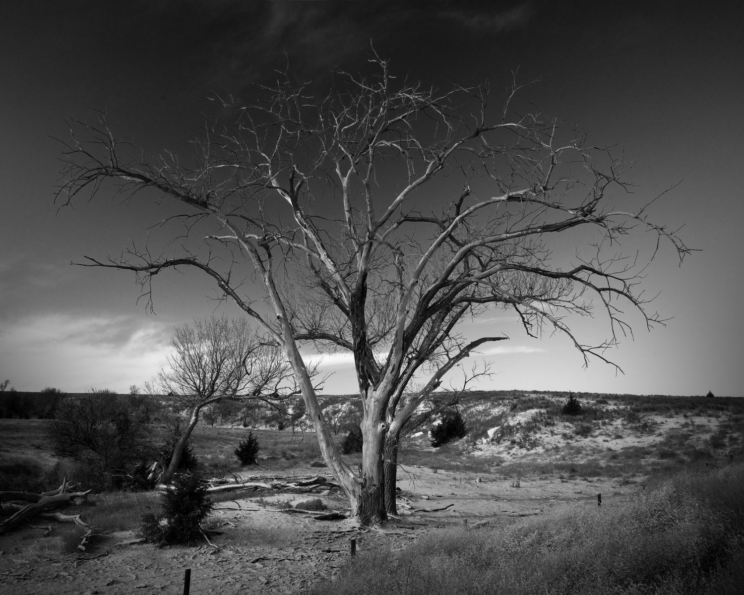 A stark black and white landscape photograph shows a bare tree with twisted branches against a moody desert sky.