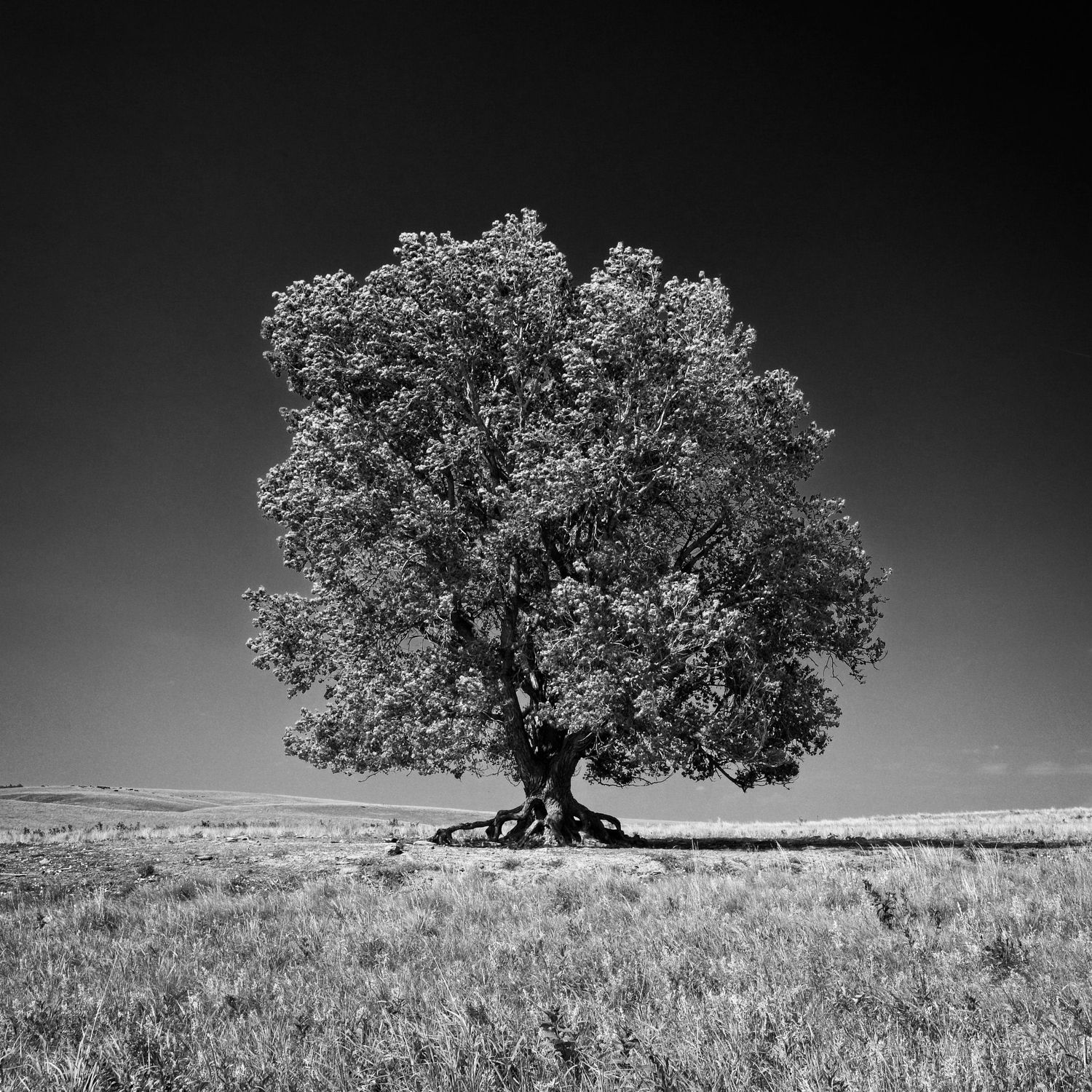 A majestic lone tree stands silhouetted against a dramatic sky in black and white on a grassy meadow.