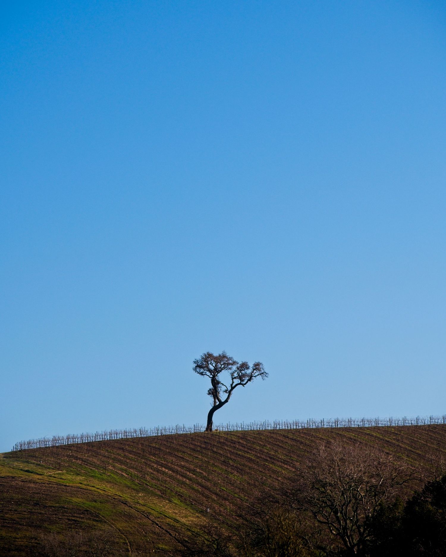 A solitary tree stands silhouetted on a rolling hillside against a clear blue sky with vineyard rows below.