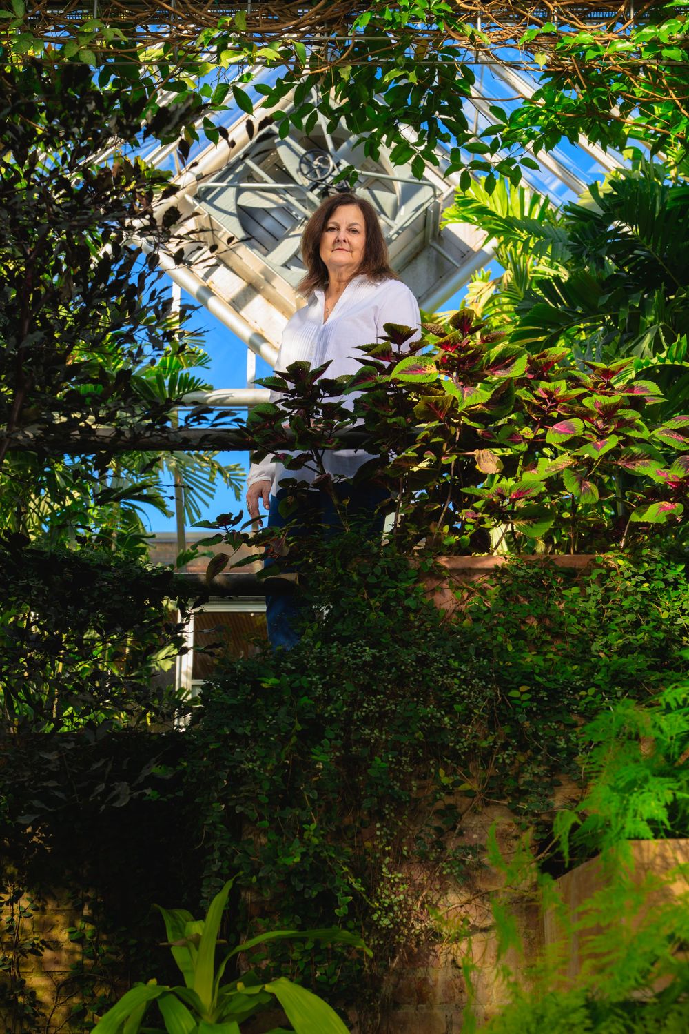 Lush green garden foliage and vines growing on stone wall under bright sunlight creates natural outdoor ambiance.