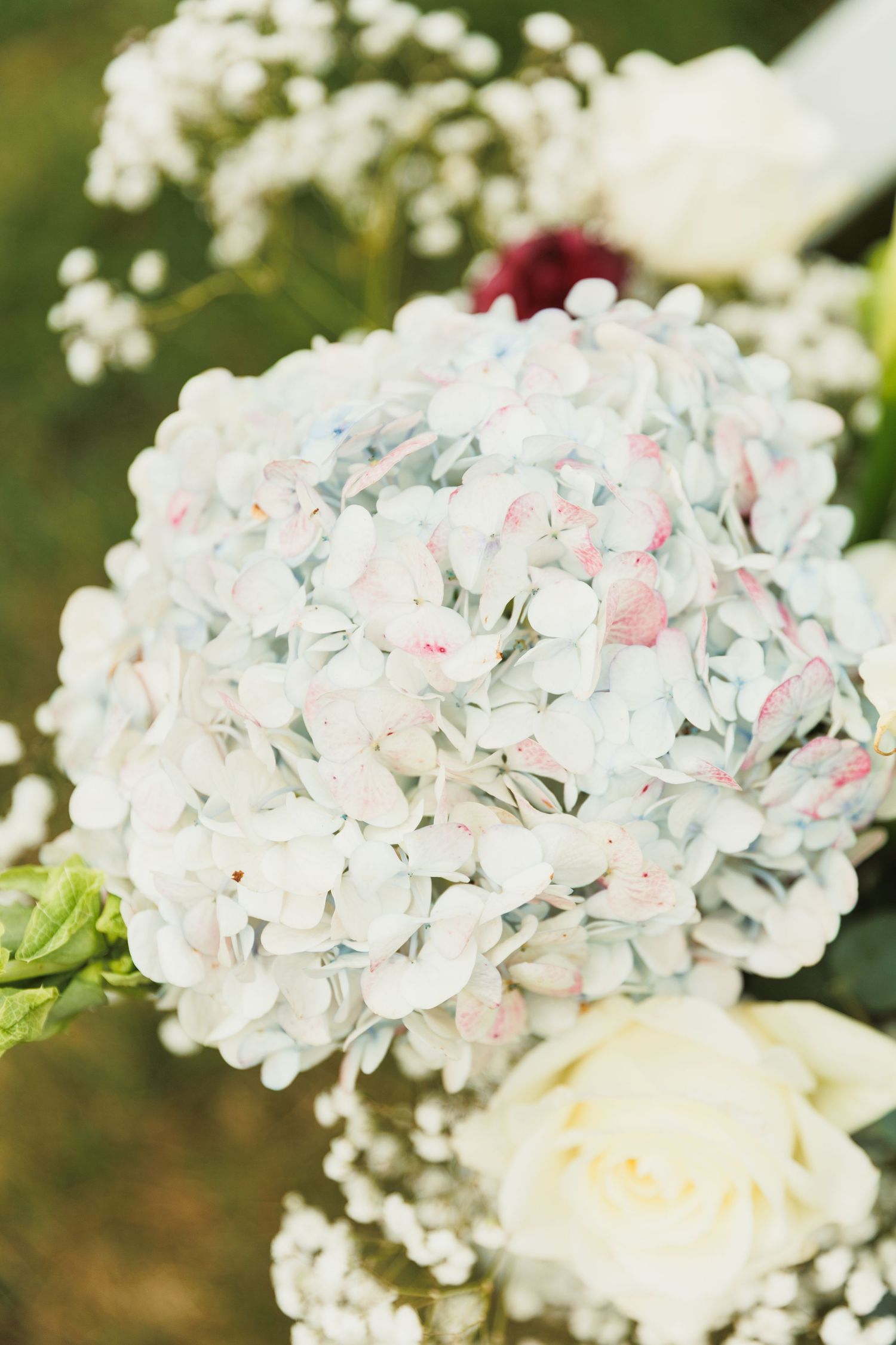 Close-up of delicate white and pink hydrangea flowers in soft focus.