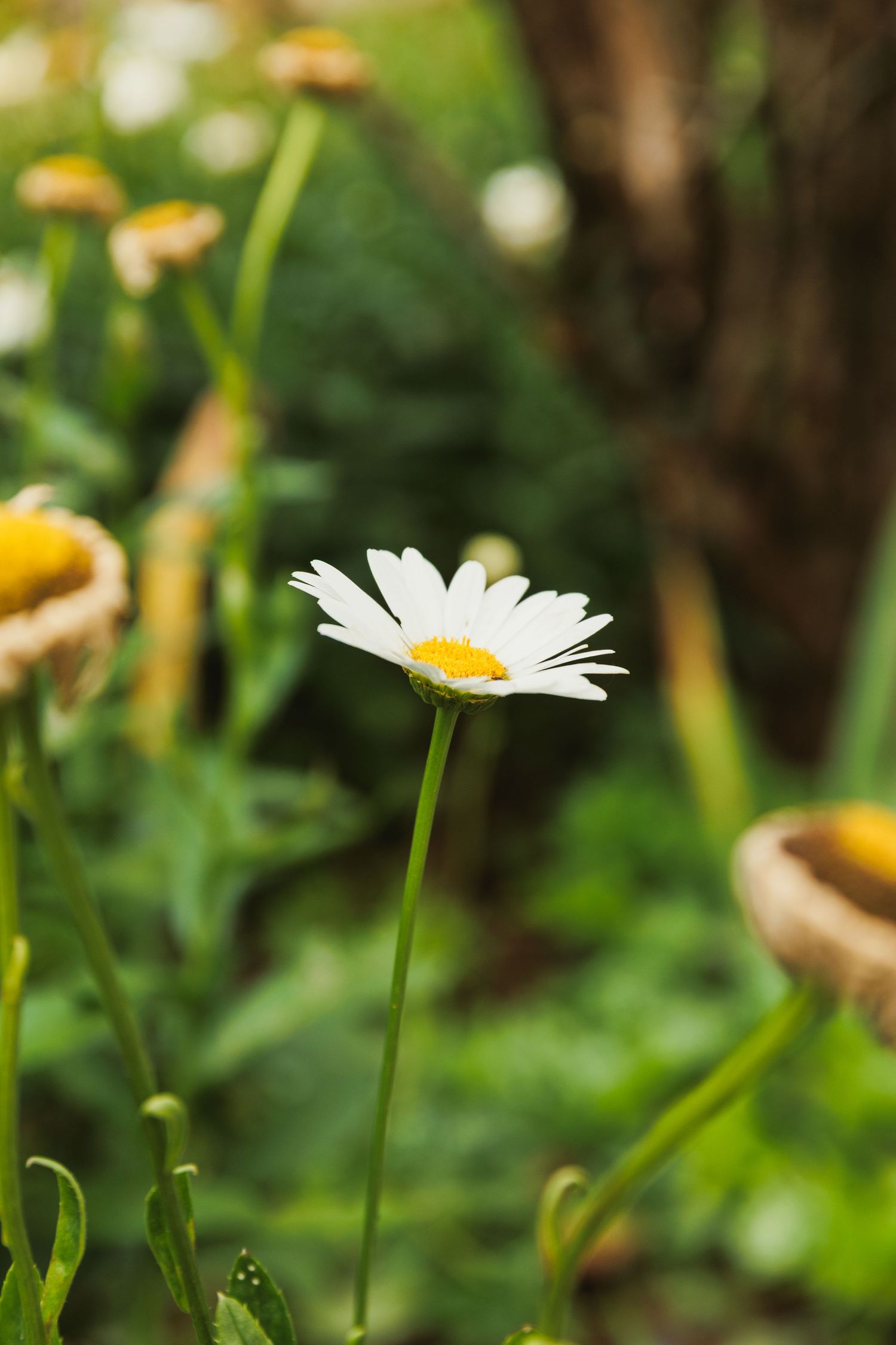 White daisy flowers blooming in a natural garden setting with soft bokeh background.