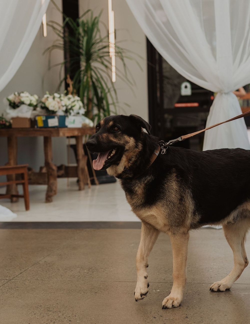 Happy German Shepherd dog on a leash standing inside an elegant wedding venue with white drapes.
