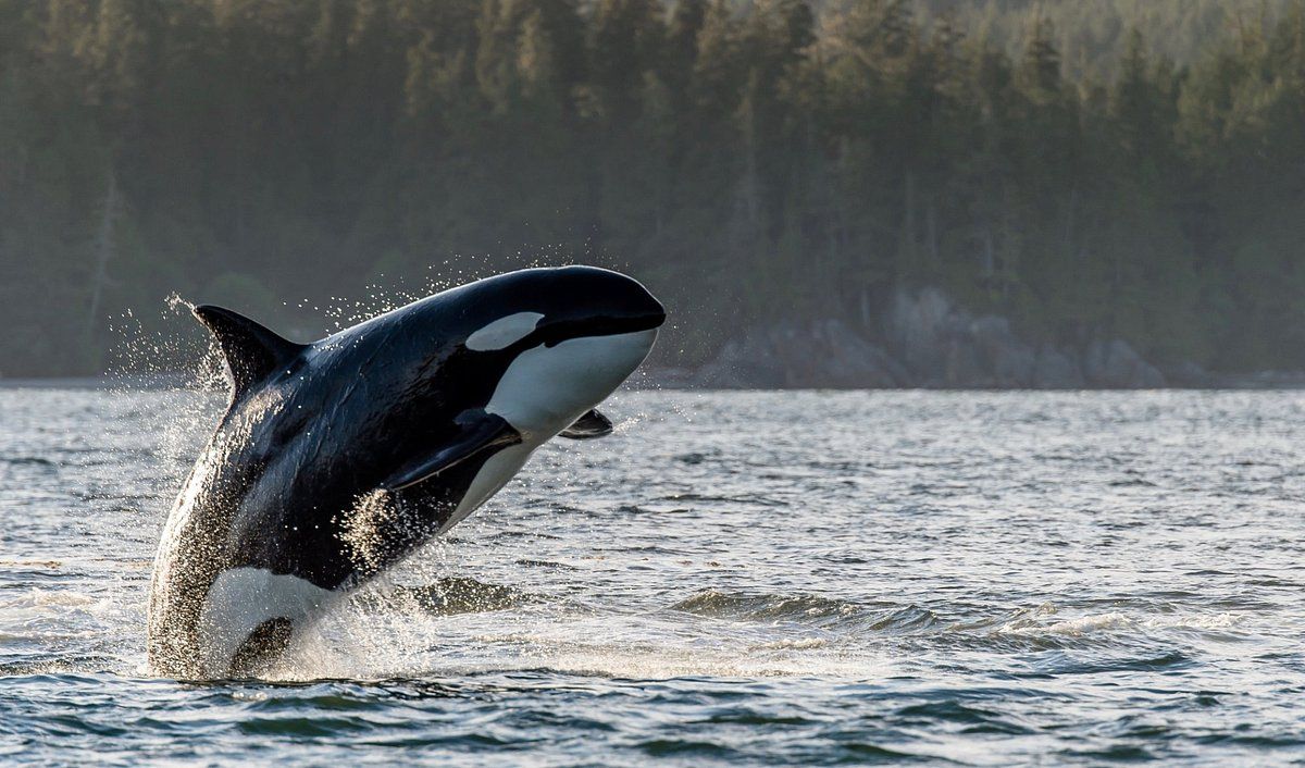 an orca whale jumping out of the water in Tofino