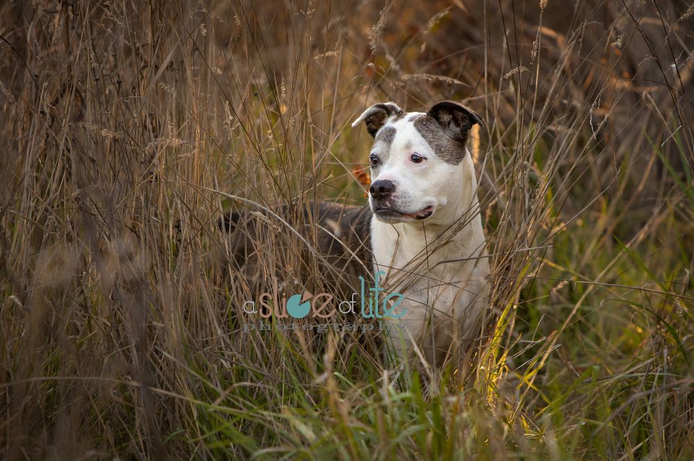 Pet Portraits
