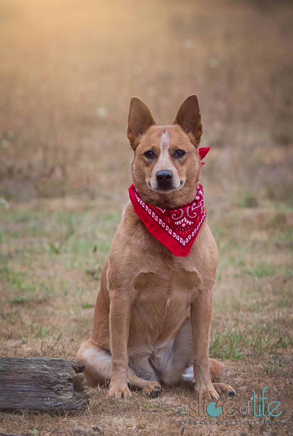 Pet Portraits