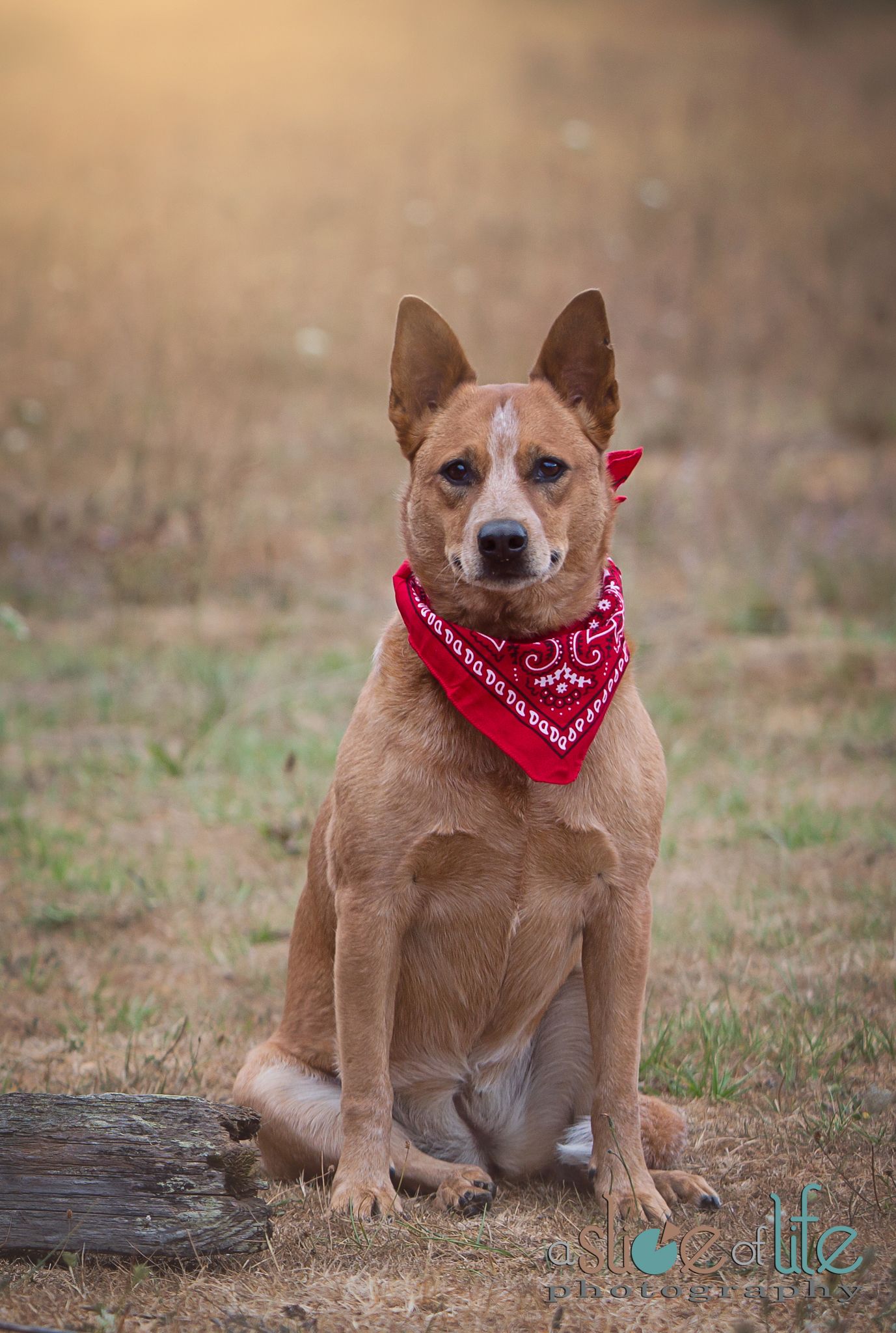 Pet Portraits
