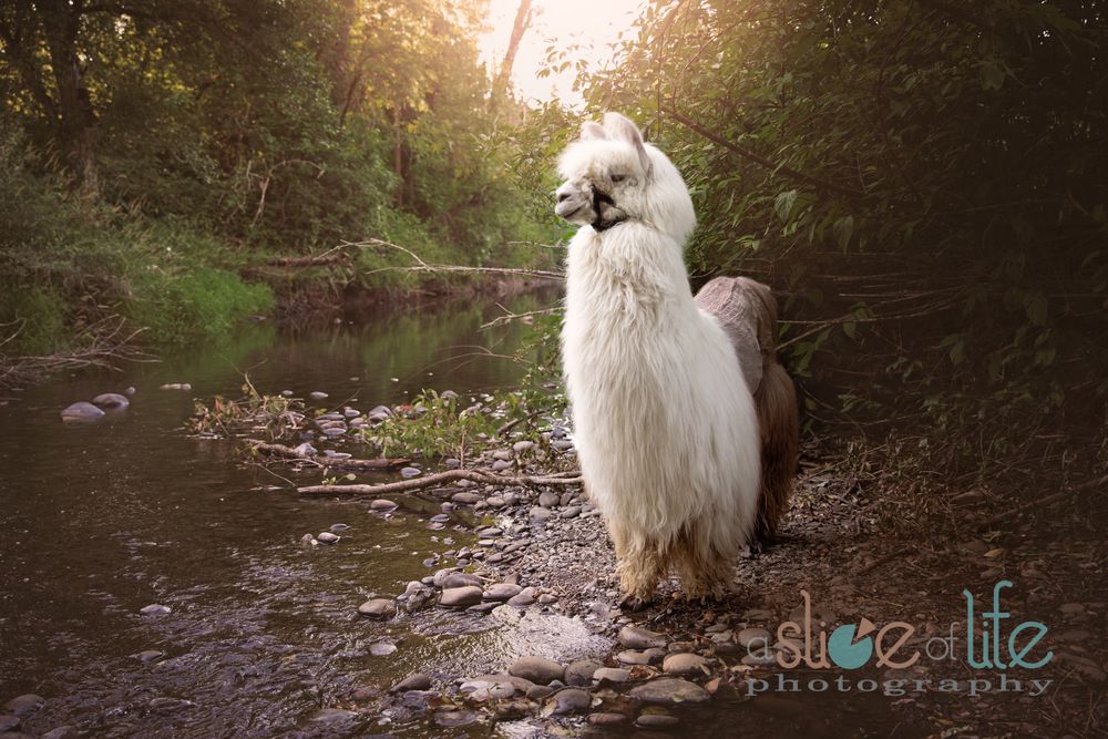 Pet Portraits