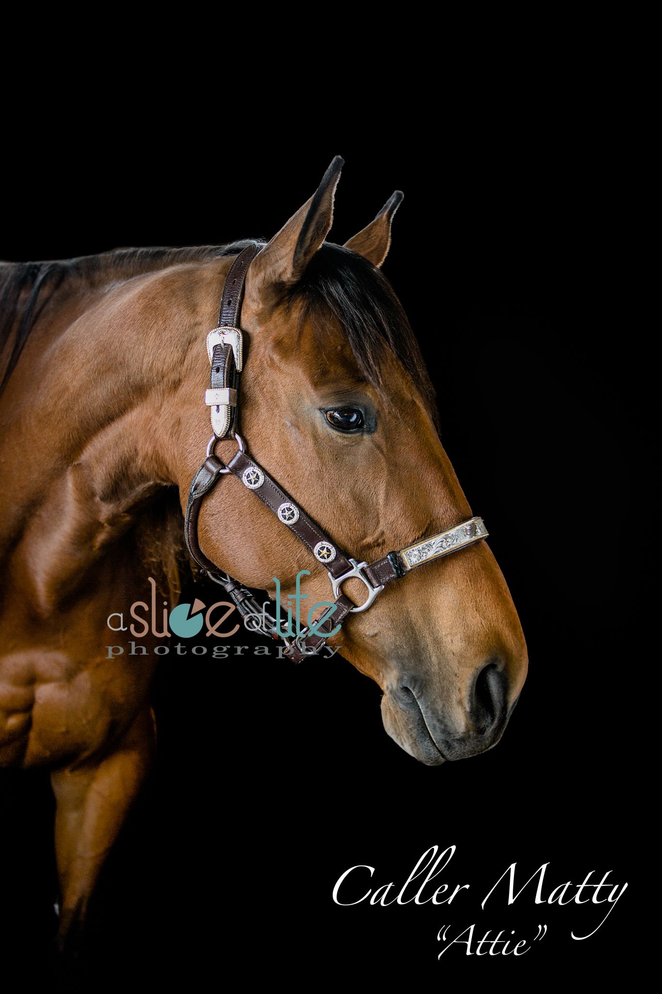 Pet Portraits