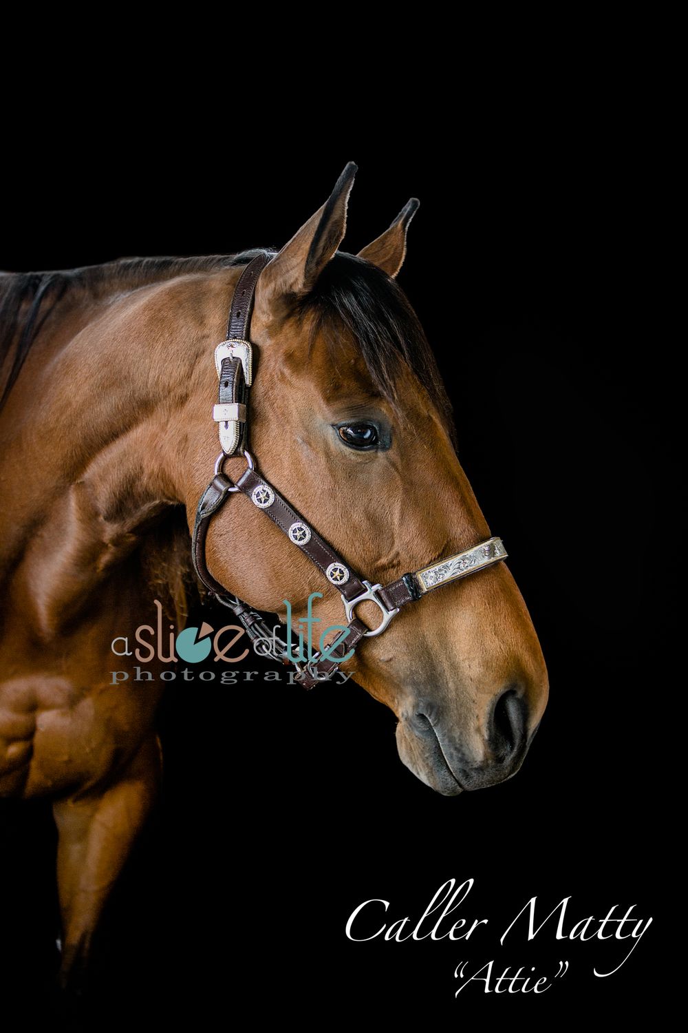 Pet Portraits