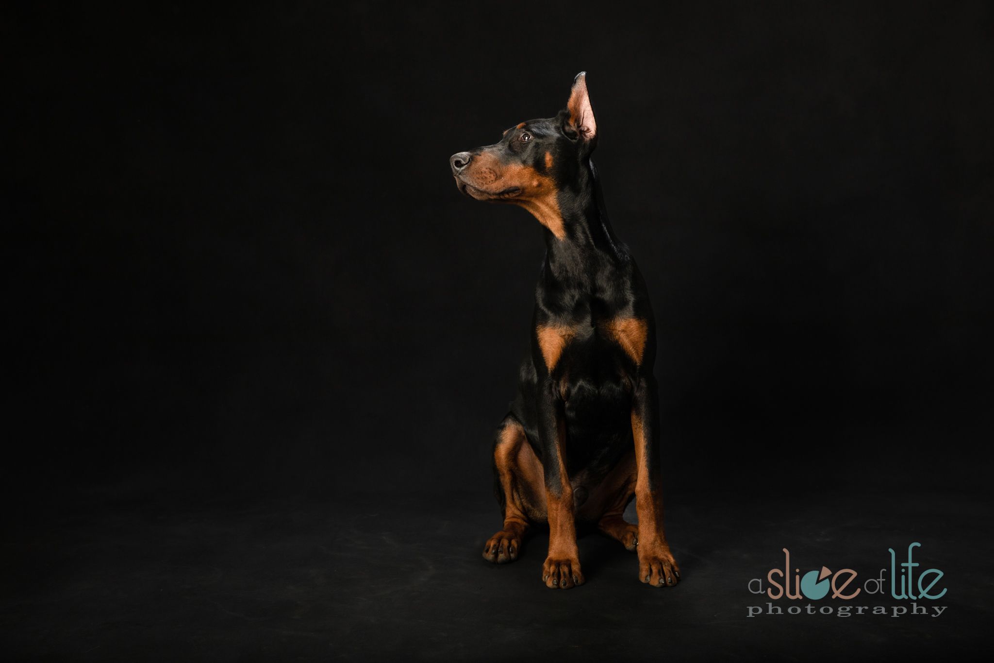 Pet Portraits