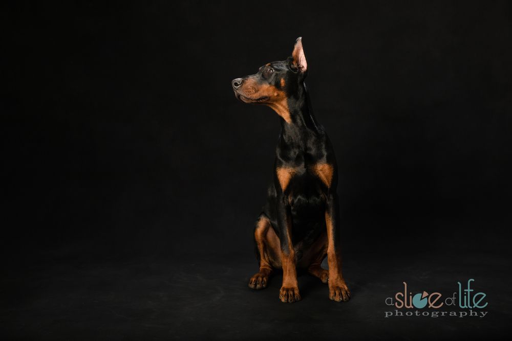 Pet Portraits