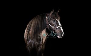 Pet Portraits