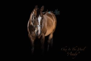 Pet Portraits