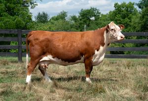 A brown and white Hereford cow stands in profile on grass pasture with black wooden fencing in the background.