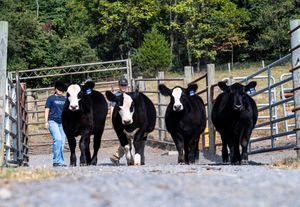 A group of Holstein dairy cows stand in a line along a fence on a sunny day.