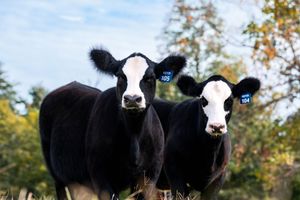 A row of black and white cows looking at the camera while standing in a pasture with autumn trees in the background.
