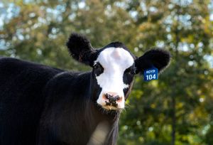 Black and white dairy cow with distinctive facial markings gazes at camera against green foliage background.
