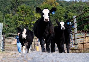 Black and white cows stand in a row along a wooden fence with green trees in the background.