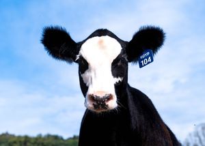 A black and white Holstein calf with ear tag looks directly at camera against blue sky background.