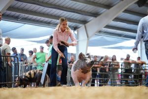A participant guides a small pig around a show ring as spectators watch from behind barriers at a livestock competition.