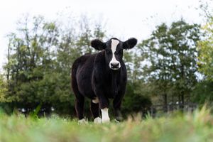 Black and white cow gazes at camera while standing in lush green pasture with trees in background.