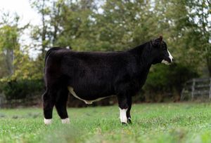 A black show steer stands in profile on green grass with trees in the background.