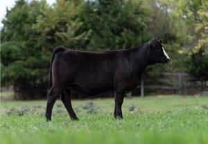 A black horse grazes peacefully in a lush green pasture with trees in the background.