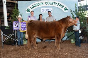 A series of photos showing livestock and exhibits at the Loudoun County Fair with cattle being shown in different displays.