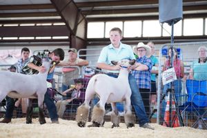Livestock show participants present their animals in an indoor arena during a county fair competition.