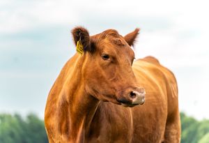 A reddish-brown cow with a fly on its head stands against a blurred natural background.