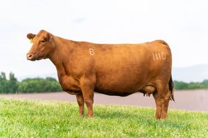 Red Angus cattle graze together in a green pasture with trees visible in the background.