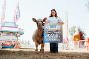A series of five connected photos showing a brown Highland cow in different poses at a carnival or fair setting.
