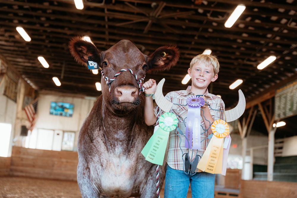 A collage of four images showing children and cows at a dairy farm or agricultural exhibition.