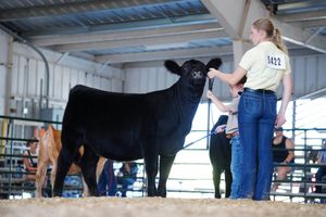 Young person showing a black cow in a livestock exhibition ring at an agricultural fair or competition.