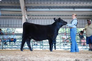 Livestock handlers prepare and groom black cattle in a row at an indoor show arena.