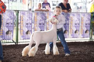 A young participant shows a white sheep in a livestock competition ring at a county fair.