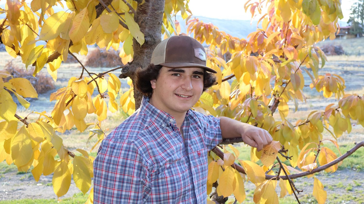Autumn leaves with vibrant yellow foliage against a bright sky in a natural outdoor setting.