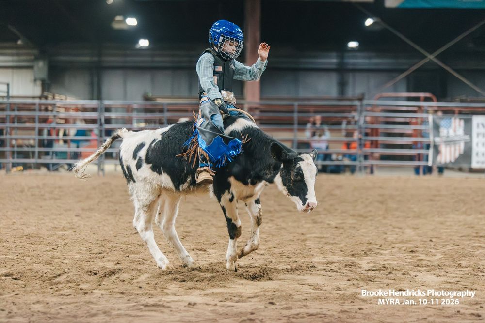 A border collie dog skillfully herds cattle in a rodeo arena during a competitive demonstration event.