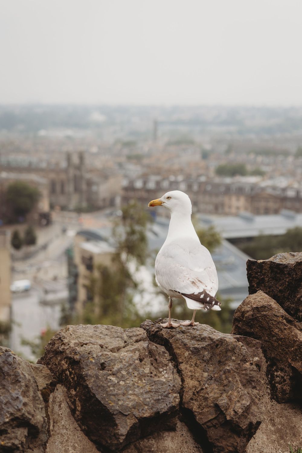 A seagull perches on rocky cliffs overlooking a misty cityscape in the background.