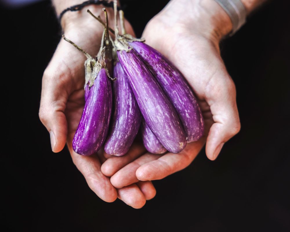 Hands holding fresh purple Japanese eggplants against a dark background in a sequence of images.