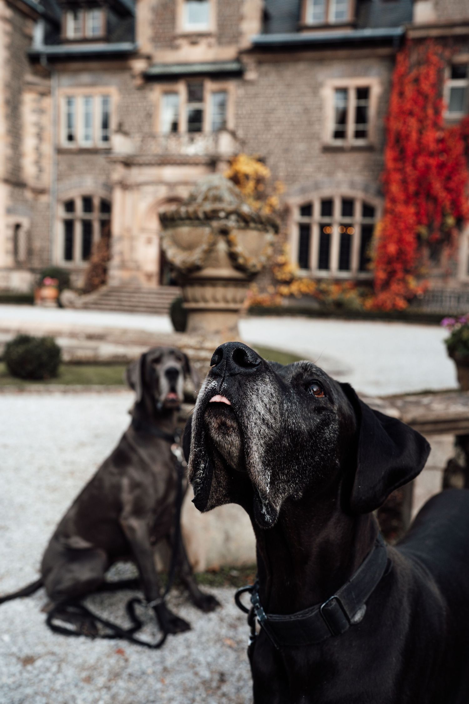 Zwei wunderschöne Doggen vor einem herbstlichen Schloss.