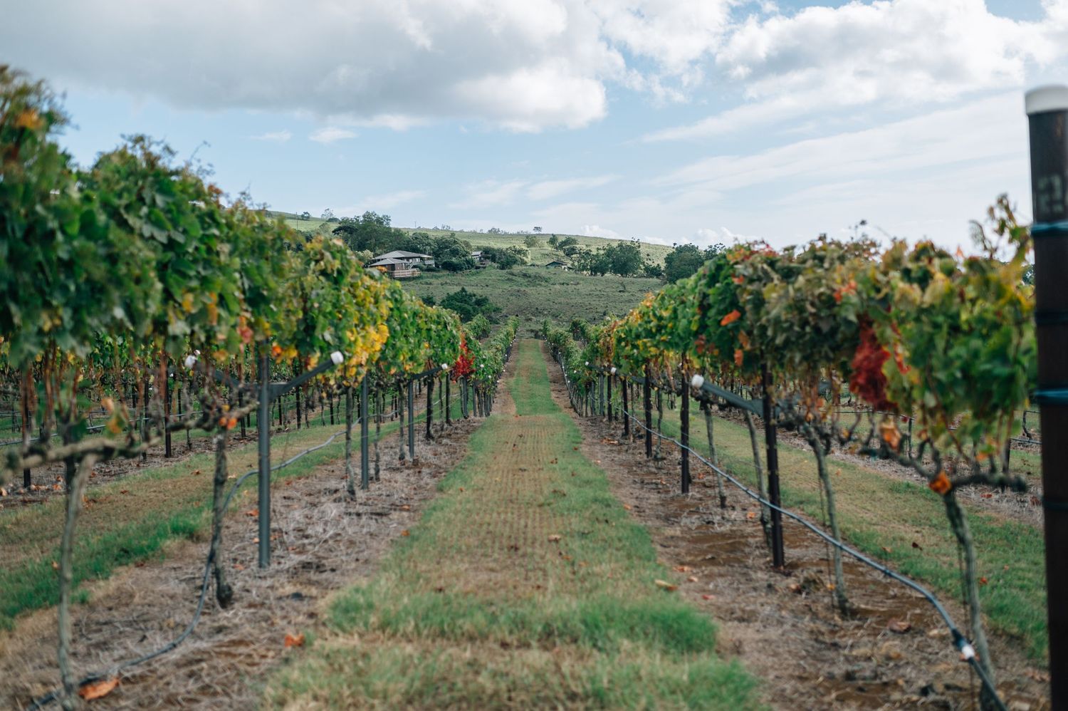 Rows of grapevines in a vineyard stretching into the distance under blue skies.