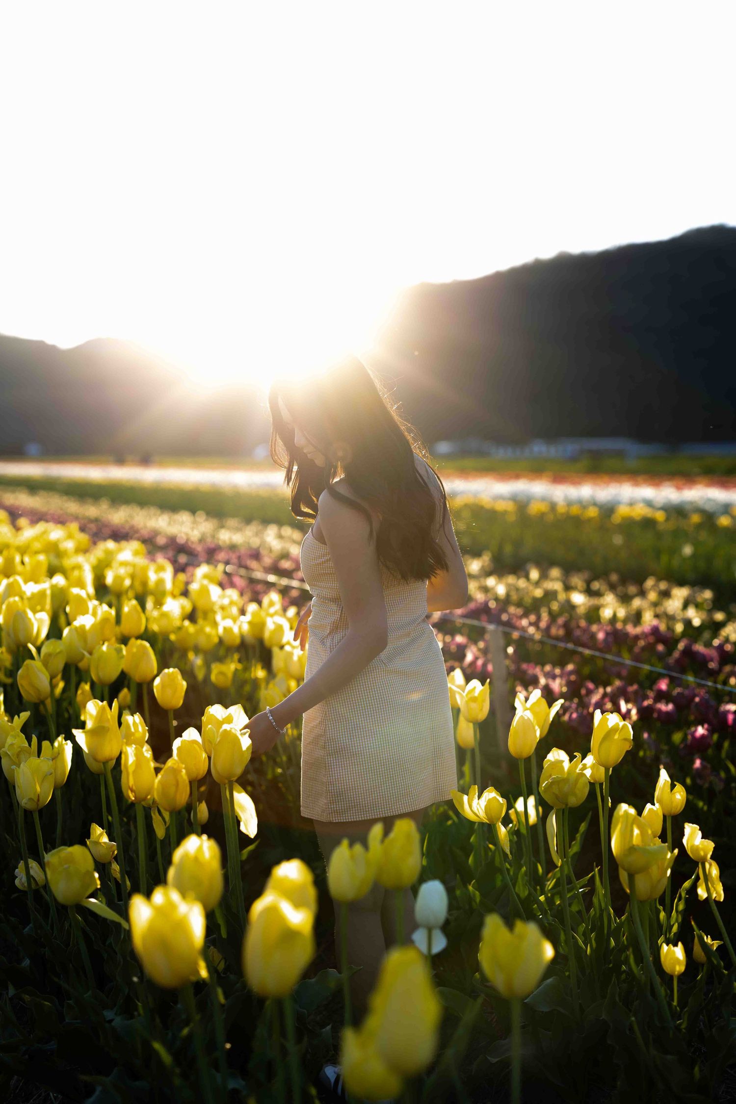 Yellow tulip field at sunset with figures enjoying the scenic spring landscape.