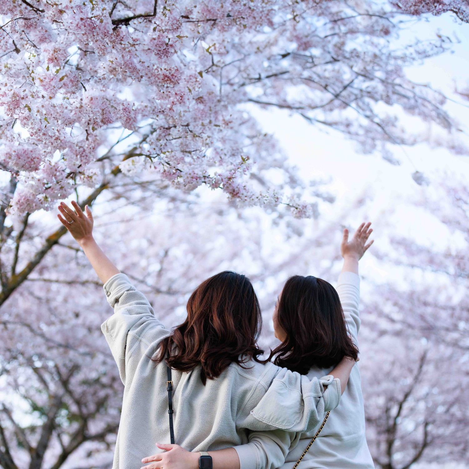 Cherry blossom trees in full bloom with people enjoying the spring scenery beneath.